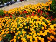 The flower alleys along “Evlogi and Hristo Georgiev” Blvd.